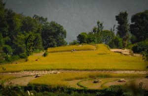 uttarakhand pics